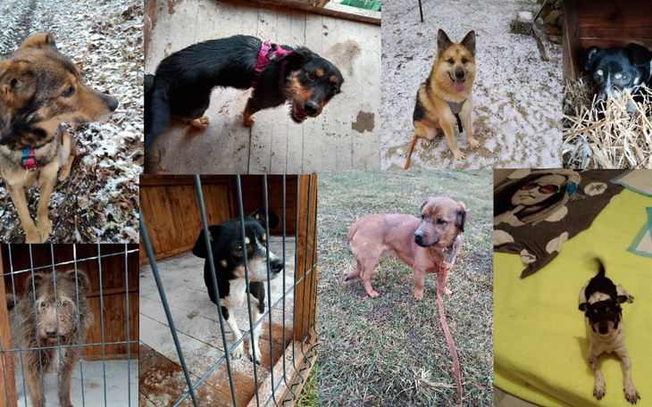 Zbiórka Karma dla psów z Wojtyszek - zdjęcie główne