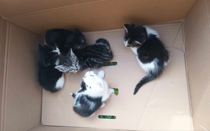 Słodkie kocięta bawiące się w kartonie.