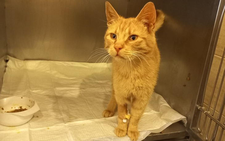 Rudy kot w schronisku, czekający na nowy dom.