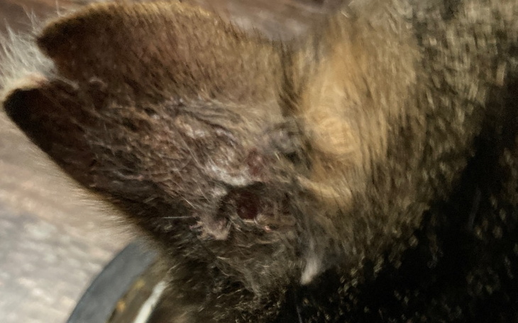 Zbiórka Dla kotka z chorym uchem - zdjęcie główne