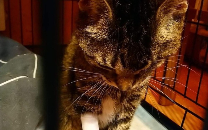 Zbiórka Pomóżcie uratować kociaki z PP! - zdjęcie główne