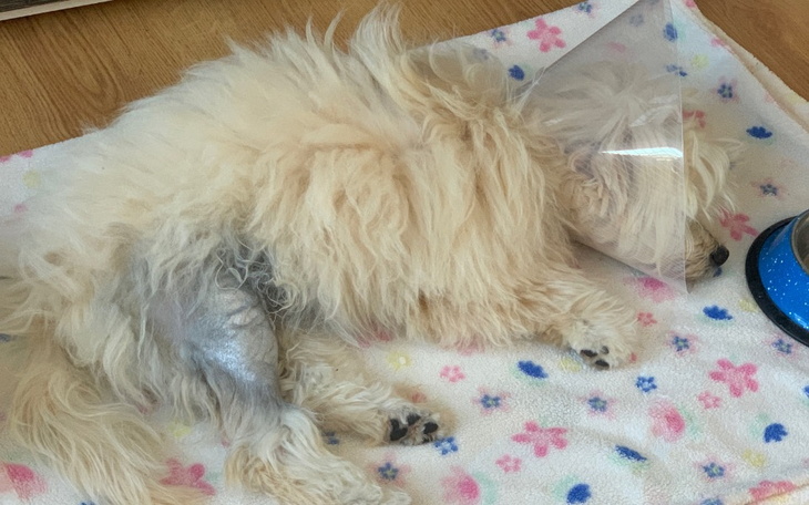 Zbiórka Leczenie Lili mała suczka - zdjęcie główne