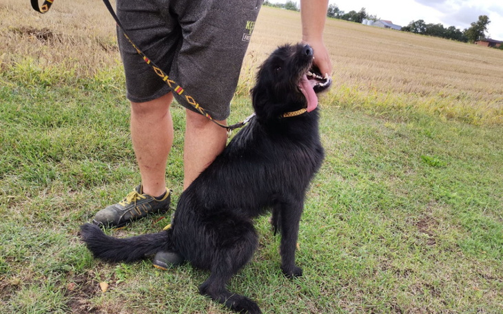 Zbiórka Marianek zbiera na weterynarza - zdjęcie główne