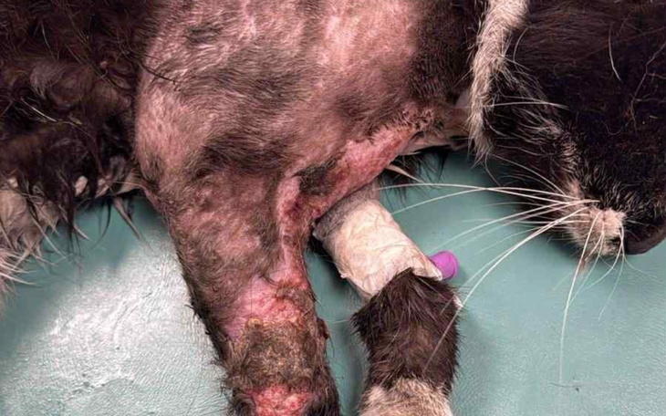 Ranny kot z opatrunkiem na nodze.