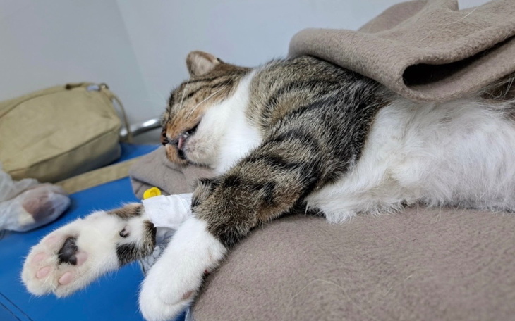 Kot śpiący na stole, z wyciągniętymi łapkami.