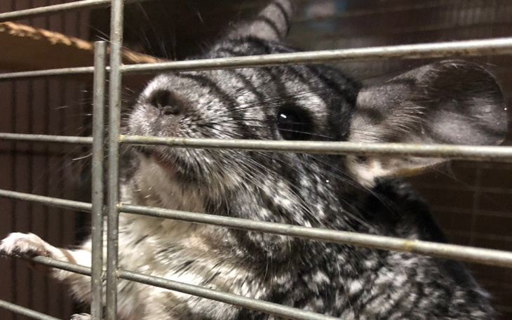 Zbiórka Na nowego przyjaciela - zdjęcie główne