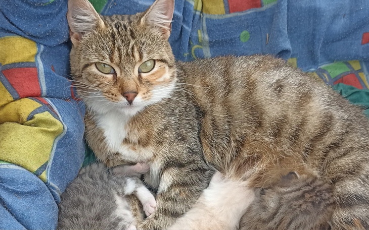 Zbiórka Zbiórka na sterylizację kotki - zdjęcie główne