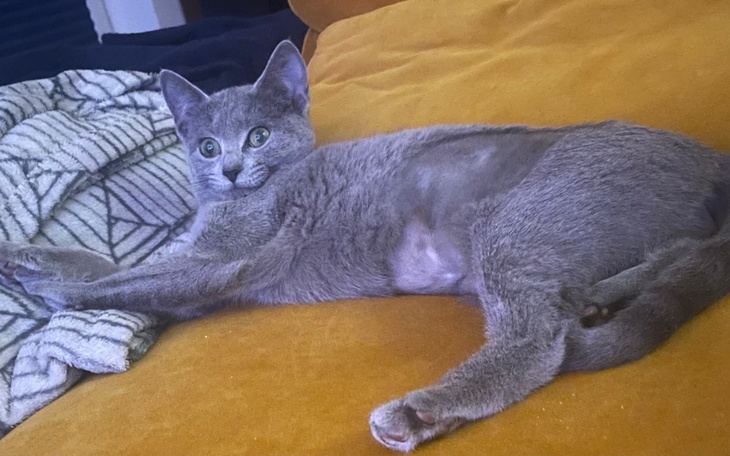 Zbiórka Dzidzia FIP treatment - zdjęcie główne