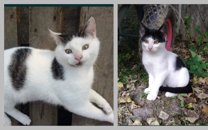 Zbiórka Sterylizacja Meliski i Chili - zdjęcie główne