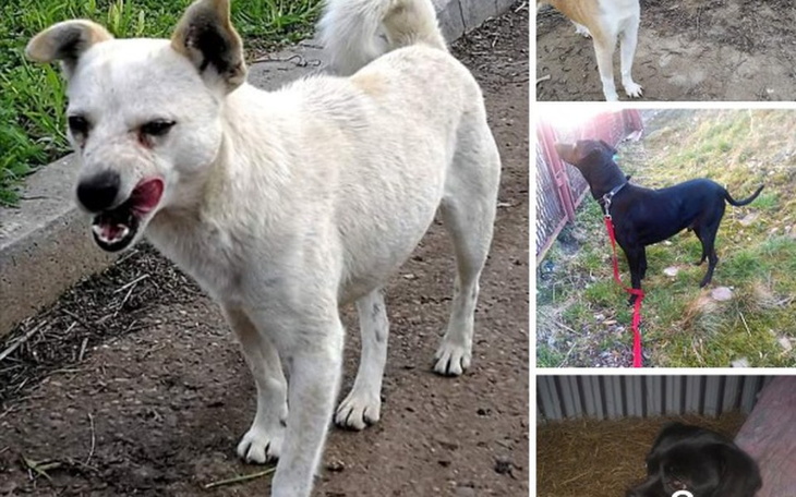 Zbiórka Na hotel dla psiaków z azylu. - zdjęcie główne