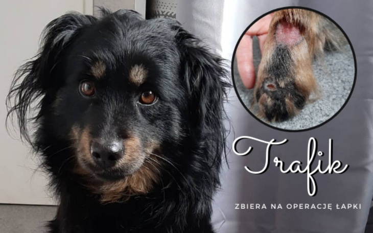 Zbiórka TRAFIK zbiera na zabieg - zdjęcie główne