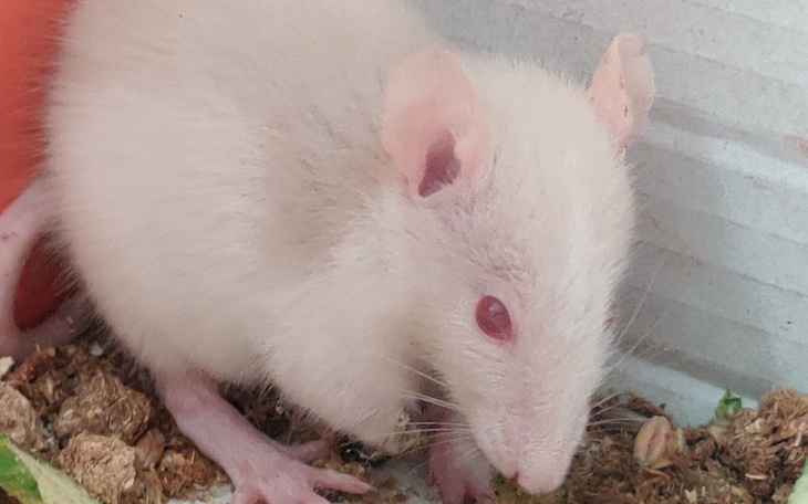 Zbiórka Pomoc dla Wafelka - zdjęcie główne