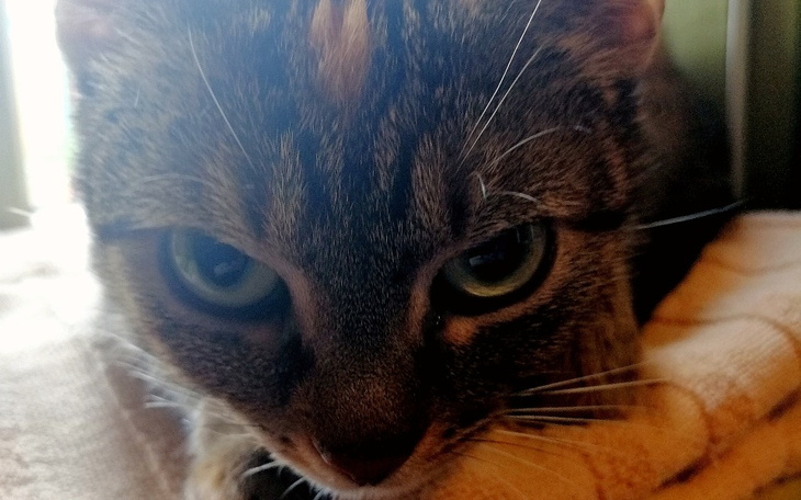 Zbiórka Przeżyła atak lisów. - zdjęcie główne