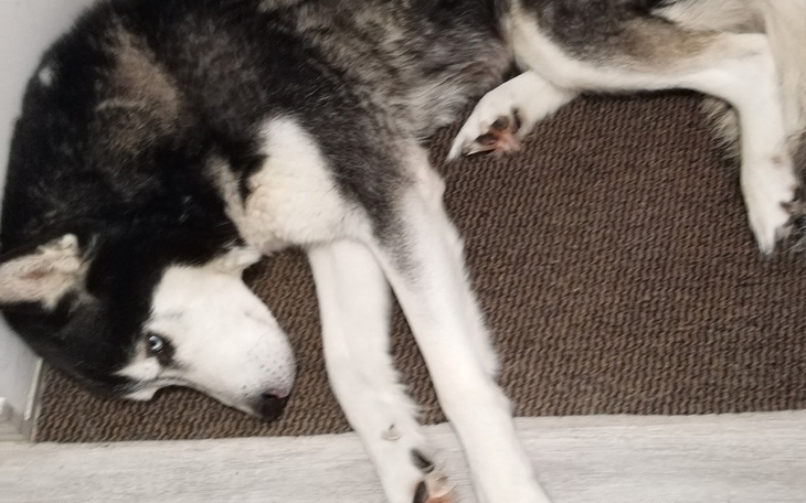 Szukający psa leżącego na podłodze.