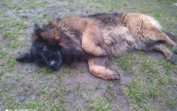 Zbiórka Jadę po pomoc.pilny transport. - zdjęcie główne