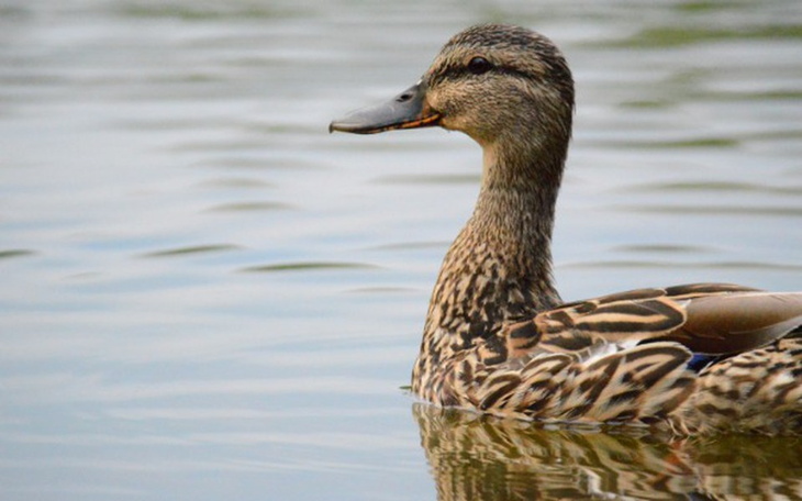 Kaczka pływająca w spokojnej wodzie.