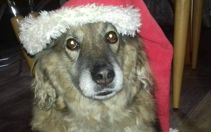 Zbiórka Na pomoc mojej Odi... - zdjęcie główne