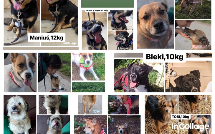 Zbiórka Utrzymać 11 psiaków. - zdjęcie główne