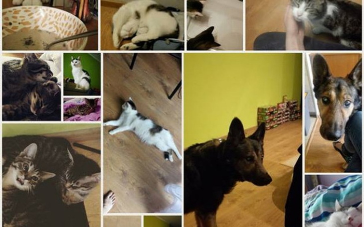 Zbiórka Nakarmienie kotów przez miesiąc - zdjęcie główne