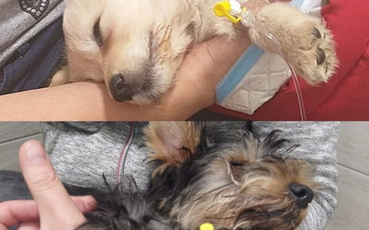 Zbiórka Szczeniaki chore na parwowiroze. - zdjęcie główne