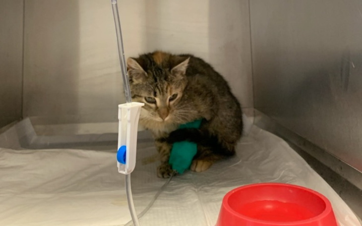 Zbiórka Chora kotka z panleukopenia - zdjęcie główne