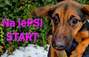Zbiórka Na lePSI START - miniaturka zdjęcia