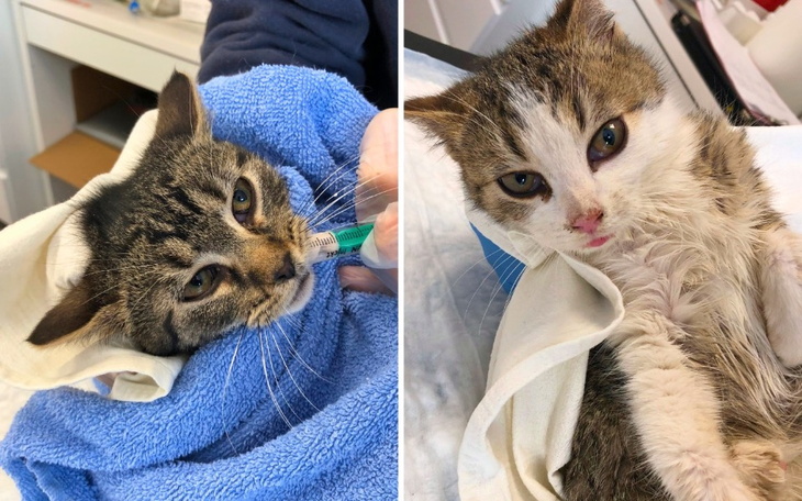 Dwa koty owinięte w ręczniki, w trakcie leczenia.