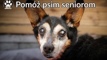 Zbiórka Pomóż psim seniorom - miniaturka zdjęcia