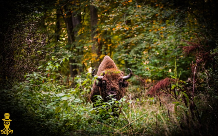 Żubr w lesie, otoczony zielenią i drzewami.
