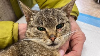 Zbiórka To nie życie. Ratujemy Astrid - miniaturka zdjęcia