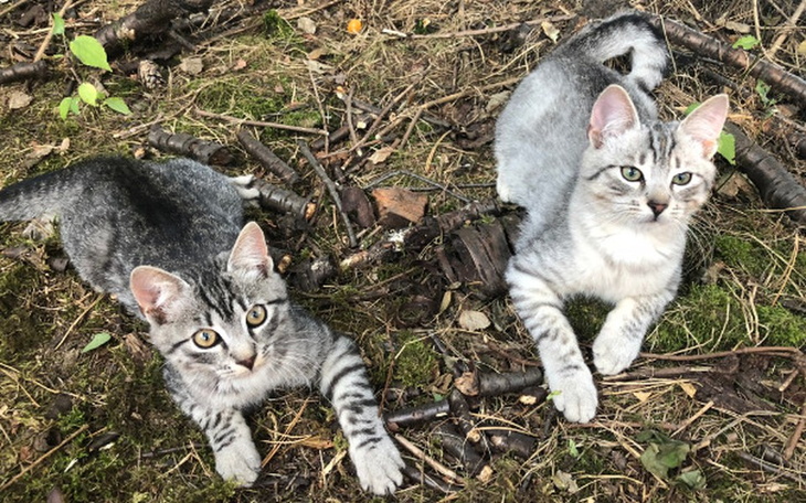 Zbiórka Opieka medyczna kotów bezdomnych - zdjęcie główne