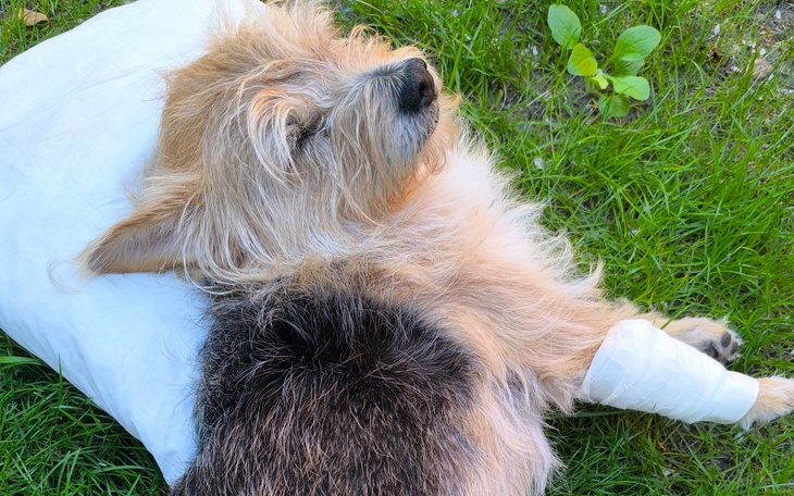 Pies leży na poduszce, odpoczywając na trawie.