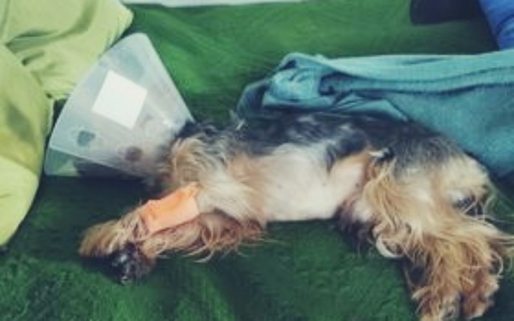 Zbiórka Na leczenie Fafika - zdjęcie główne