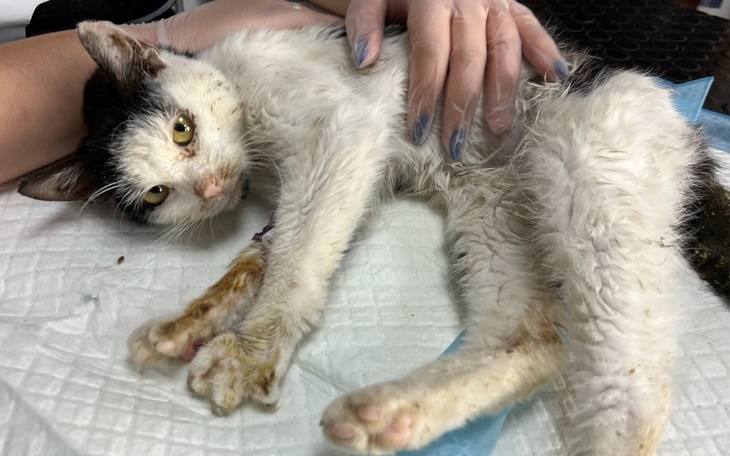 Zbiórka Ratunek dla Ramona - zdjęcie główne