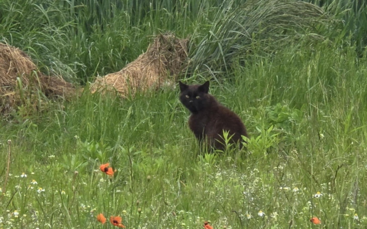 Czarny kot siedzący w trawie, otoczony kwiatami i zielenią.