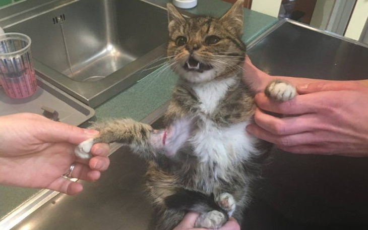 Kot w lecznicy, z widoczną raną na łapie.