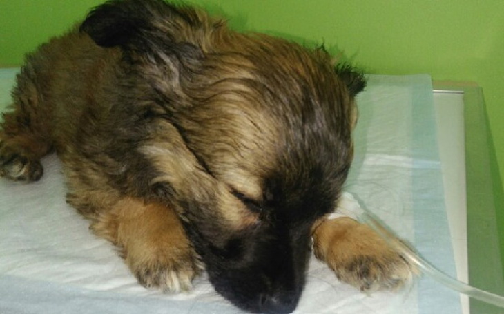 Zbiórka Dla Tofika - zdjęcie główne