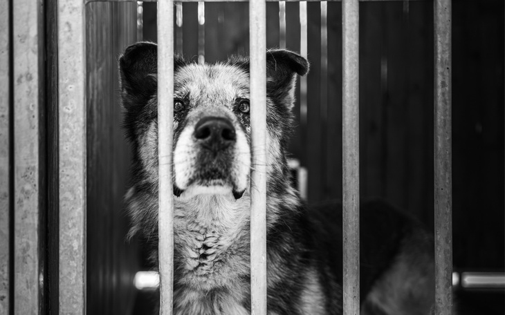 Pies za kratami, czekający na nowy dom.