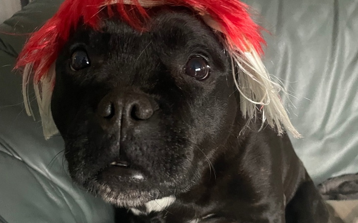 Zbiórka Wyleczmy łapkę Piranii - zdjęcie główne