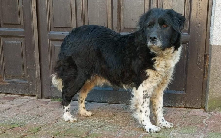 Zbiórka Sterylizacja bezdomnej suni - zdjęcie główne