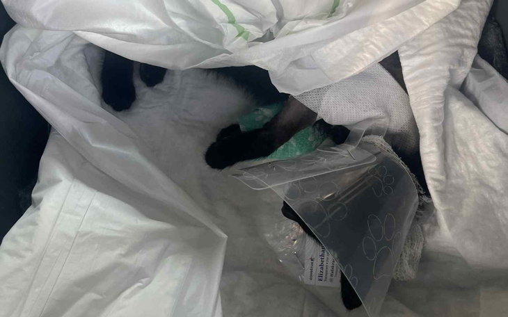 Kot owinięty w folię, leżący w torbie.