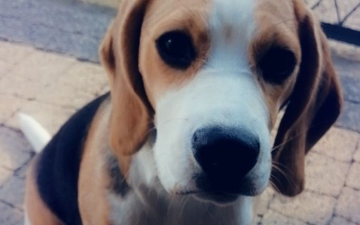 Zbiórka Operacja i leczenie ucha Gracji - zdjęcie główne