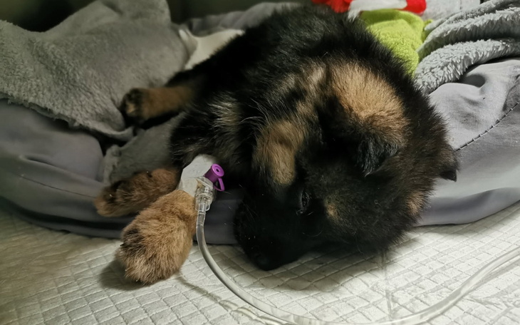 Mały piesek leżący na poduszce, z kroplówką w łapce.