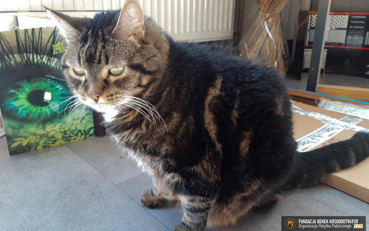 Czarny kot siedzący na podłodze, z wyrazem skupienia.