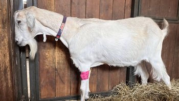 Zbiórka Małe kopytka, wielka walka. Ratujemy Matołka przed bólem - miniaturka zdjęcia