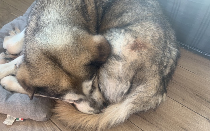 Zbiórka Operacja Luny zapalenie stawów - zdjęcie główne