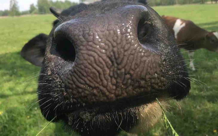 Zbiórka Dla krówki Molly i jej dziecka - zdjęcie główne