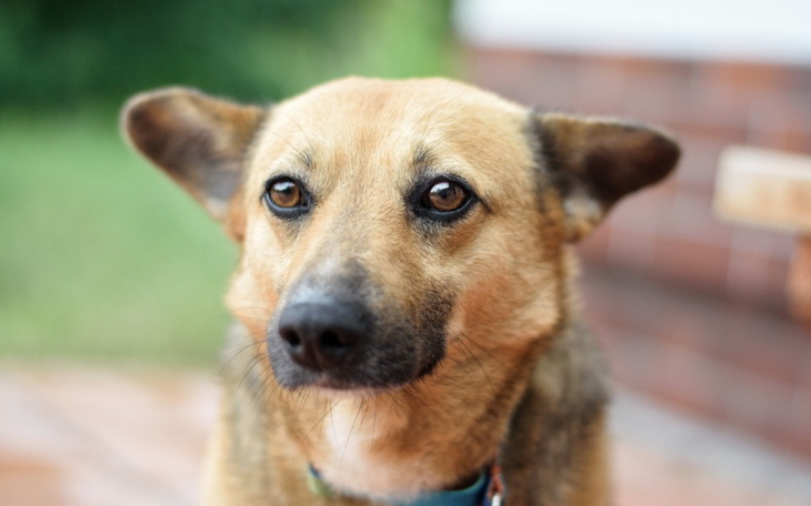 Pies z wyrazem przyjaznym, patrzący w obiektyw.