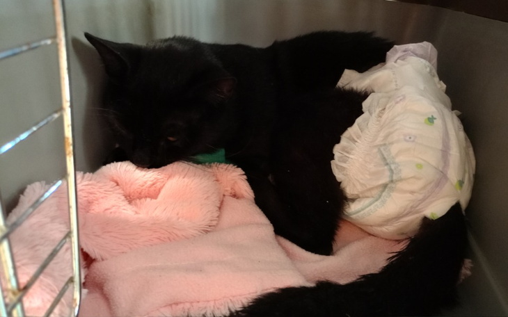 Zbiórka Vincentemu na ratunek - zdjęcie główne