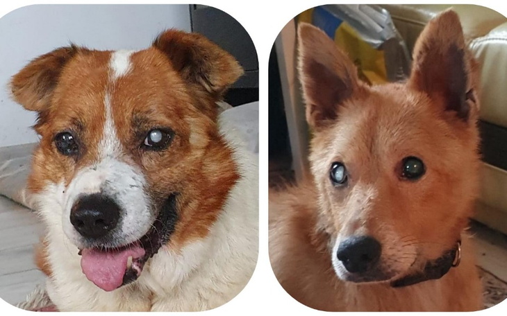 Dwa psy w zbliżeniu, jeden z nich uśmiecha się.